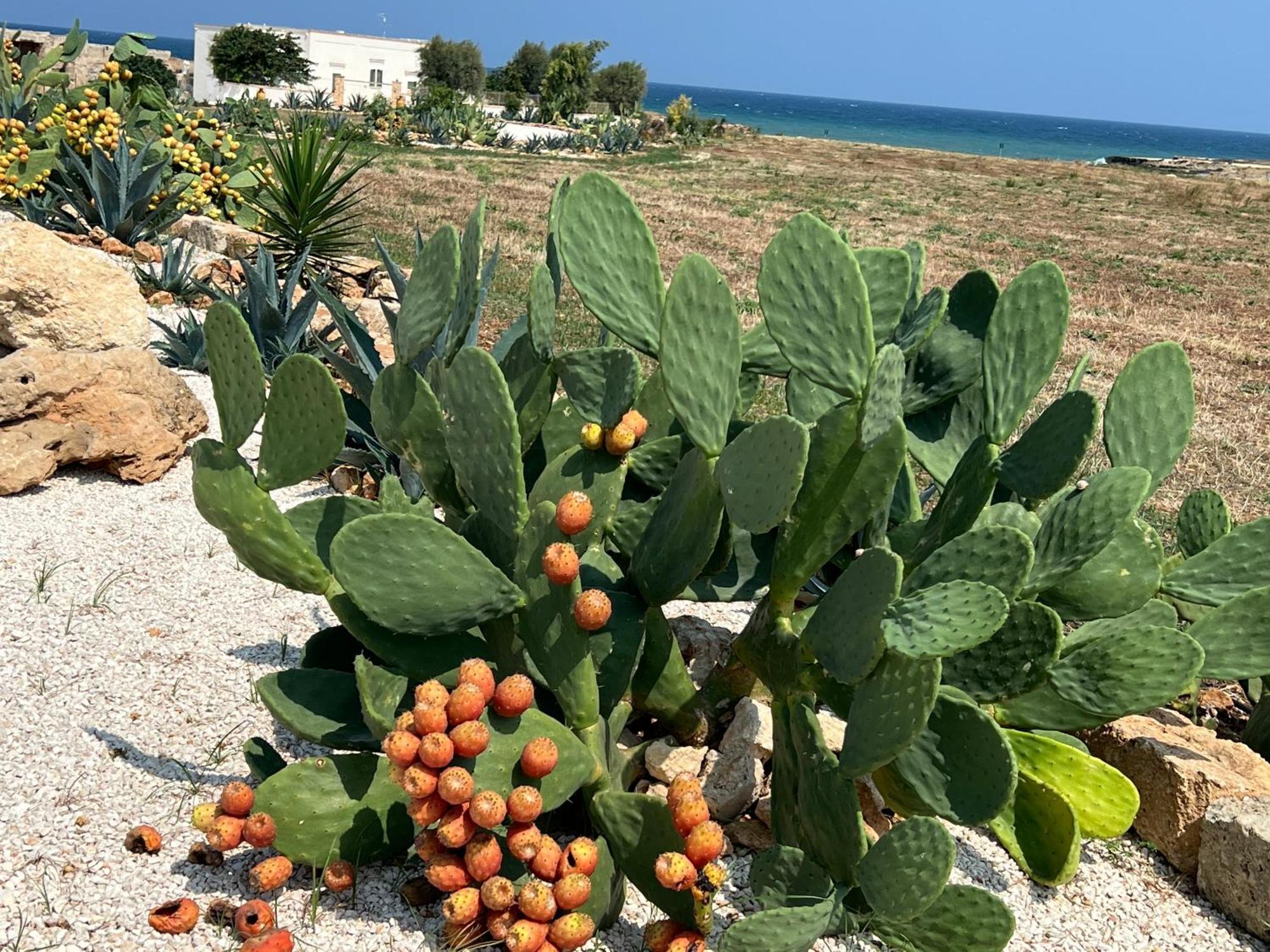 Masseria Mare Agri Ostuni